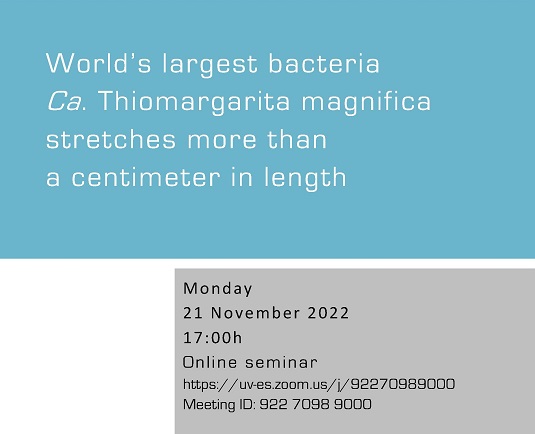 World’s largest bacteria Ca. Thiomargarita magnifica stretches more than a centimeter in length
